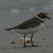 Wilson's Plover